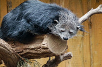 [ẢNH] Những loài động vật có khả năng ‘tỏa hương’ ngọt ngào