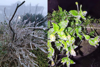 [ẢNH] Ngắm khung cảnh lần đầu tiên băng tuyết phủ trắng đỉnh Mẫu Sơn trong năm 2021