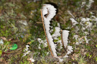 [ẢNH] Ngắm khung cảnh lần đầu tiên băng tuyết phủ trắng đỉnh Mẫu Sơn trong năm 2021