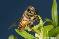 [ẢNH] Những loài động vật có khả năng ‘tỏa hương’ ngọt ngào