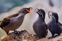 [ẢNH] Những loài động vật có khả năng ‘tỏa hương’ ngọt ngào