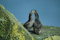 [ẢNH] Những loài động vật có khả năng ‘tỏa hương’ ngọt ngào