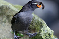 [ẢNH] Những loài động vật có khả năng ‘tỏa hương’ ngọt ngào