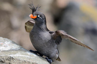 [ẢNH] Những loài động vật có khả năng ‘tỏa hương’ ngọt ngào