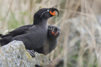 [ẢNH] Những loài động vật có khả năng ‘tỏa hương’ ngọt ngào