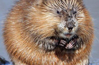 [ẢNH] Những loài động vật có khả năng ‘tỏa hương’ ngọt ngào