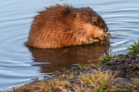 [ẢNH] Những loài động vật có khả năng ‘tỏa hương’ ngọt ngào