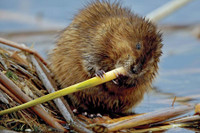 [ẢNH] Những loài động vật có khả năng ‘tỏa hương’ ngọt ngào