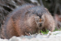 [ẢNH] Những loài động vật có khả năng ‘tỏa hương’ ngọt ngào