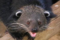 [ẢNH] Những loài động vật có khả năng ‘tỏa hương’ ngọt ngào