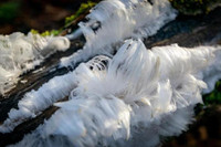 [ẢNH] Những hiện tượng băng tuyết cực hiếm trên thế giới