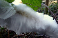 [ẢNH] Những hiện tượng băng tuyết cực hiếm trên thế giới