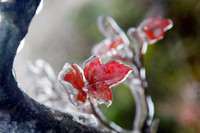 [ẢNH] Ngắm khung cảnh lần đầu tiên băng tuyết phủ trắng đỉnh Mẫu Sơn trong năm 2021