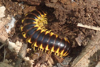 [ẢNH] Những loài động vật có khả năng ‘tỏa hương’ ngọt ngào