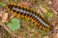 [ẢNH] Những loài động vật có khả năng ‘tỏa hương’ ngọt ngào