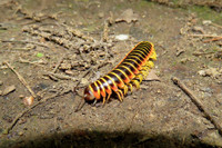 [ẢNH] Những loài động vật có khả năng ‘tỏa hương’ ngọt ngào