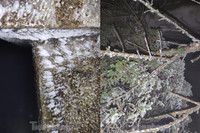 [ẢNH] Ngắm khung cảnh lần đầu tiên băng tuyết phủ trắng đỉnh Mẫu Sơn trong năm 2021