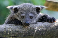 [ẢNH] Những loài động vật có khả năng ‘tỏa hương’ ngọt ngào