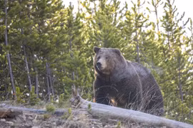 Gấu nâu nặng gần 300kg bị bắn vẫn tấn công thợ săn