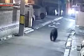 Gấu hoang bị bắt trong vườn nhà dân