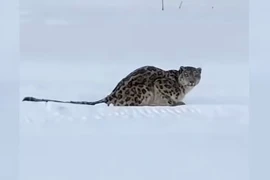 Báo tuyết quý hiếm tấn công khách du lịch ở Tân Cương