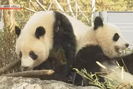 Cặp gấu trúc cuối cùng sắp được trả về Trung Quốc, hàng nghìn người dân Nhật tới chào tạm biệt