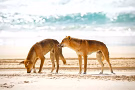 Phát hiện thi thể cô gái 19 tuổi giữa đàn chó hoang trên bãi biển Australia