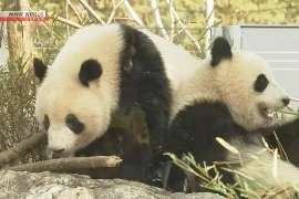 Cặp gấu trúc cuối cùng sắp được trả về Trung Quốc, hàng nghìn người dân Nhật tới chào tạm biệt