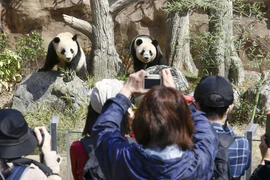 Người dân Nhật Bản tiếc nuối khi cặp gấu trúc cuối cùng được trả về Trung Quốc