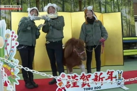 Vườn thú tổ chức sự kiện ‘chuyển giao’ năm giữa rắn và ngựa