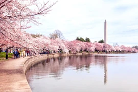 Nhật Bản tặng Mỹ 250 cây hoa anh đào nhân dịp 250 năm thành lập nước