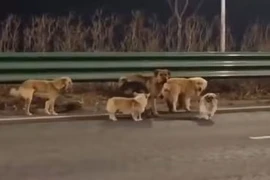 Video đàn chó đi hơn 17km để trở về nhà gây ‘sốt’ mạng xã hội Trung Quốc 