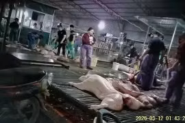 Thú y tiếp tay để lợn bệnh, lợn chết vào bàn ăn: Hư hỏng cục bộ hay hệ thống kiểm soát có vấn đề?