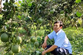 Việt Nam chuẩn bị xuất khẩu lô bưởi đầu tiên vào thị trường Australia