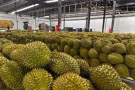 Rút ngắn thời gian cấp mã số vùng trồng, tiêu thụ trong nước 3 ngày, xuất khẩu 10 ngày