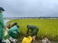 Chiến sỹ Công an Hà Nội ngâm nước giúp người dân cứu lúa
