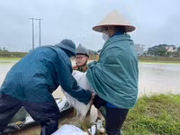 Chiến sỹ Công an Hà Nội ngâm nước giúp người dân cứu lúa