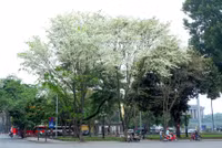 Mê mẩn ngắm hoa sưa nở trắng trời Hà Nội