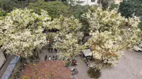 Mê mẩn ngắm hoa sưa nở trắng trời Hà Nội
