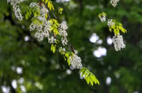 Mê mẩn ngắm hoa sưa nở trắng trời Hà Nội