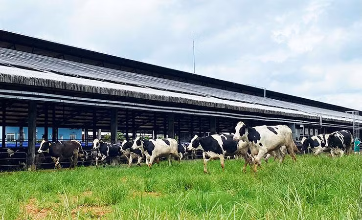 Sau khi về trang trại và được chăm sóc theo chế độ “tân đáo”, sức khỏe đàn bò đã ổn định và thích nghi với khí hậu tại Việt Nam