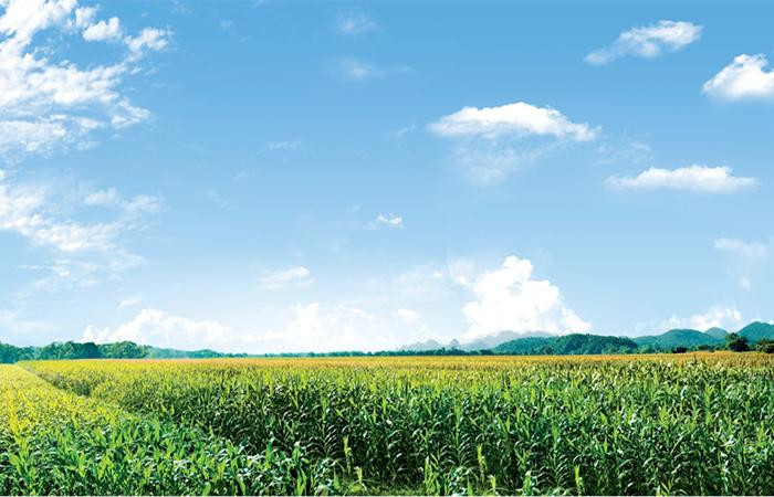 Cánh đồng ngô sinh khối – nguồn nguyên liệu thức ăn cho đàn bò tiệm cận 70.000 con, mang lại nguồn thu lớn cho các nông hộ.