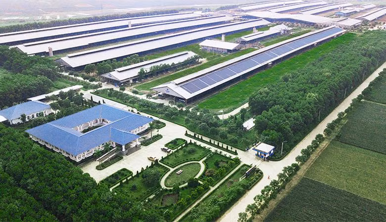 Hệ thống trang trại Green Farm của Vinamilk gồm 3 trang trại tại Thanh Hóa, Quảng Ngãi và Tây Ninh với đàn bò lên tới 20.000 con