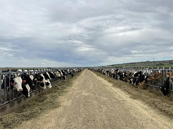 1.000 bò sữa nhập khẩu được tuyển chọn trực tiếp từ đàn bò tại Mỹ 1.000 bò sữa nhập khẩu được tuyển chọn trực tiếp từ đàn bò tại Mỹ