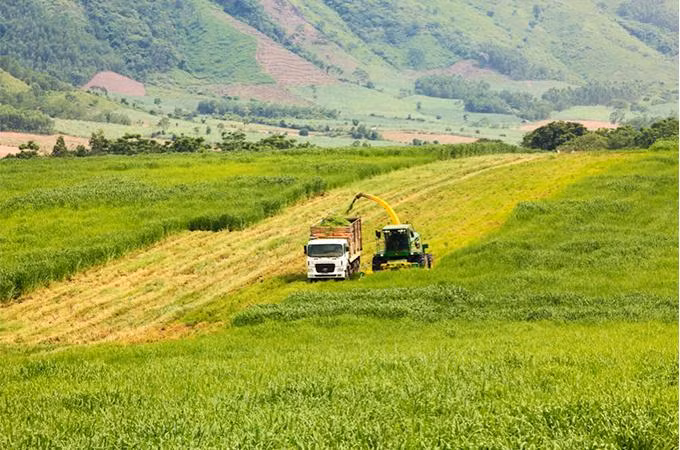Những cánh đồng công nghệ cao của TH tại Nghĩa Đàn, Nghệ An.
