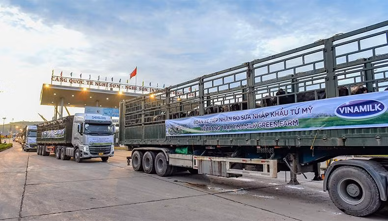 Hàng chục chuyến xe tải cùng các nhân viên trang trại làm việc xuyên đêm đến sáng để vận chuyển các cô bò về đến trang trại một cách an toàn và nhanh chóng nhất