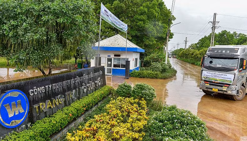 Thời tiết mát mẻ, mưa nhẹ làm dịu bớt khí hậu mùa hè miền Bắc đã tạo điều kiện thuận lợi cho việc vận chuyển đàn bò về trang trại