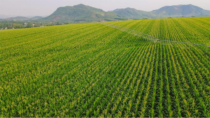 Tập đoàn TH chủ động hoàn từ khâu đầu tiên trong quy trình tuần hoàn với những cánh đồng cỏ mombasa rộng hàng ngàn héc-ta.