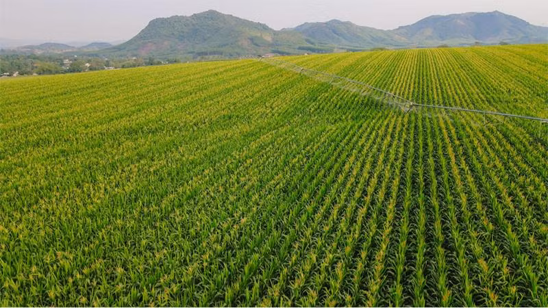 Tập đoàn TH chủ động hoàn từ khâu đầu tiên trong quy trình tuần hoàn với những cánh đồng cỏ mombasa rộng hàng ngàn héc-ta. Tập đoàn TH chủ động hoàn từ khâu đầu tiên trong quy trình tuần hoàn với những cánh đồng cỏ mombasa rộng hàng ngàn héc-ta.