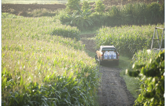 Sữa tươi sau khi thu hoạch sẽ được nông hộ chuyển về điểm làm lạnh theo quy tắc 20 phút vàng góp phần đảm bảo độ an toàn và thuần khiết của sữa.